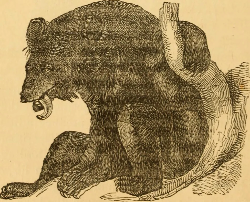 An illustration from Comparative physiognomy; or, Resemblances between men and animals, 1852, leaf 199