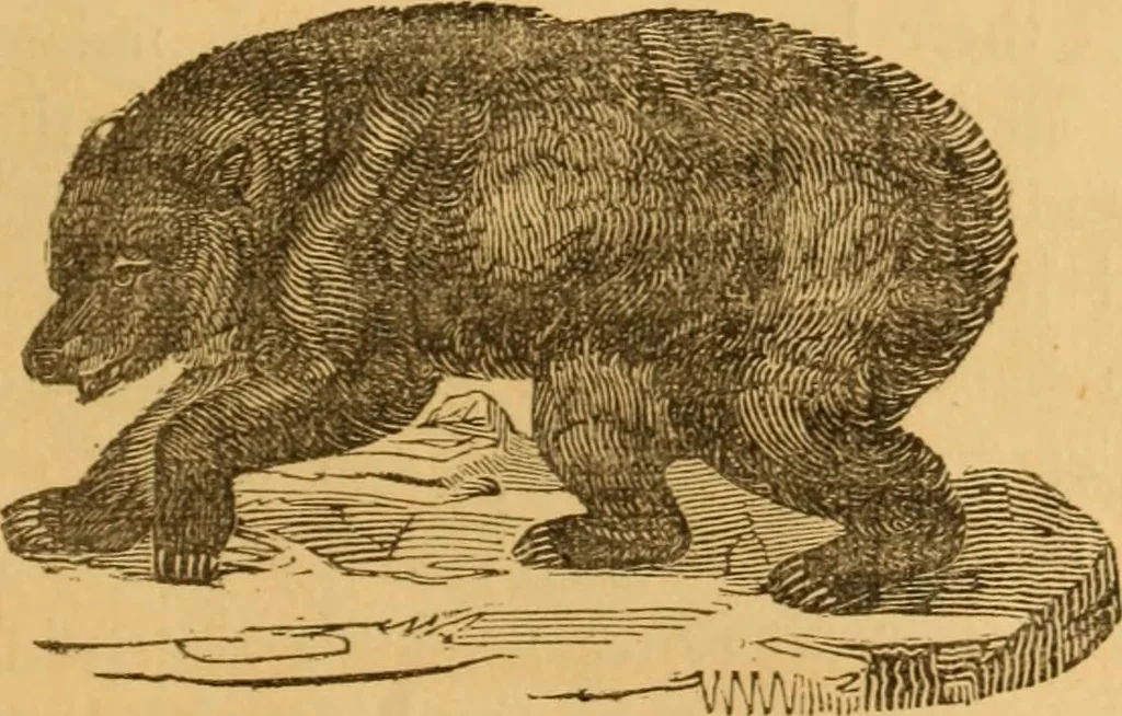 An illustration from Comparative physiognomy; or, Resemblances between men and animals, 1852, leaf 200
