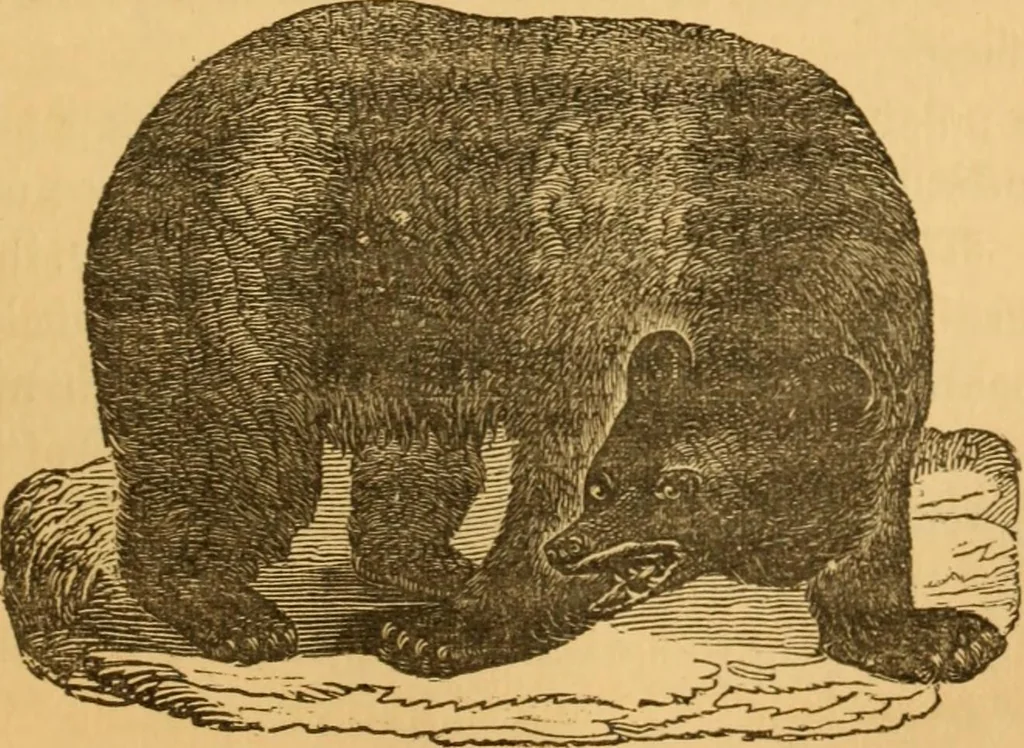 An illustration from Comparative physiognomy; or, Resemblances between men and animals, 1852, leaf 204