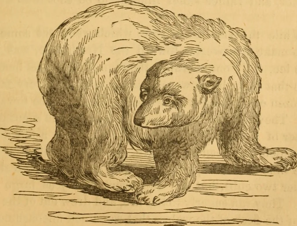 An illustration from Comparative physiognomy; or, Resemblances between men and animals, 1852, leaf 206
