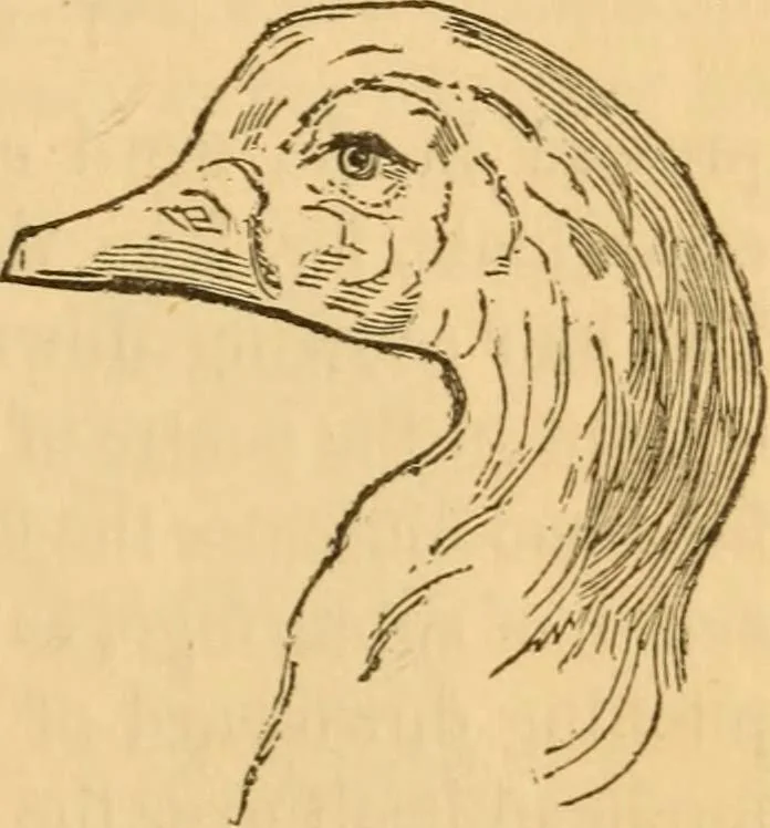 An illustration from Comparative physiognomy; or, Resemblances between men and animals, 1852, leaf 222