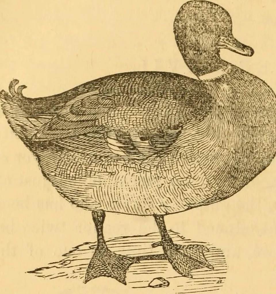 An illustration from Comparative physiognomy; or, Resemblances between men and animals, 1852, leaf 223