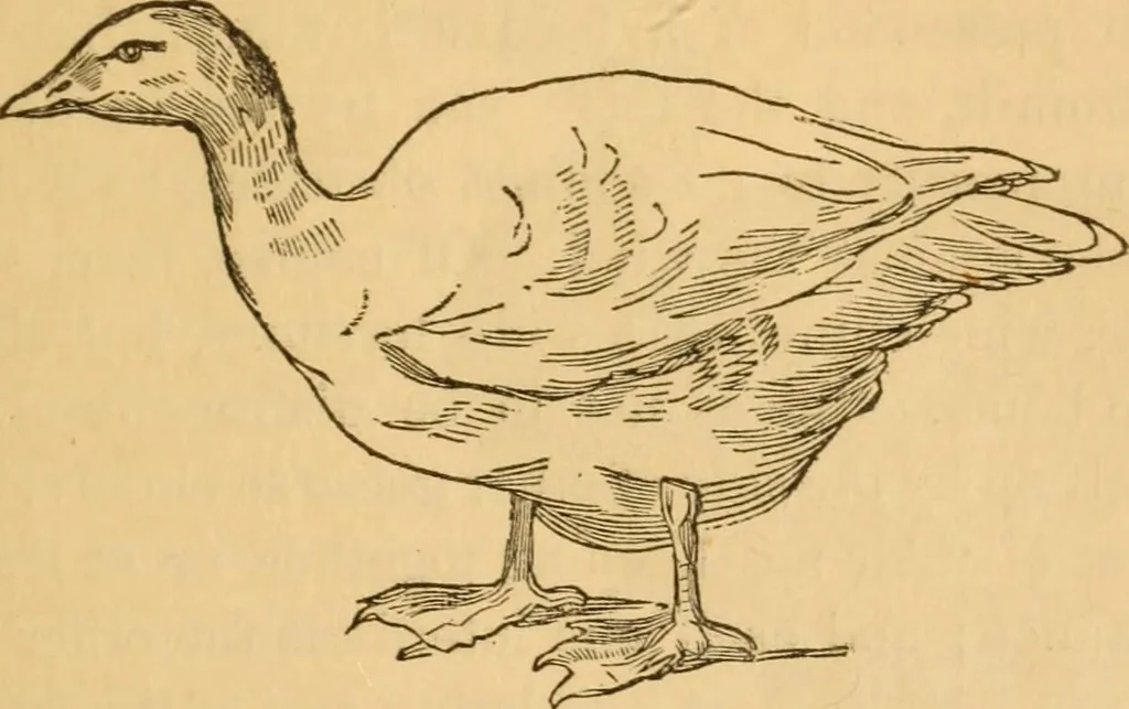 An illustration from Comparative physiognomy; or, Resemblances between men and animals, 1852, leaf 224