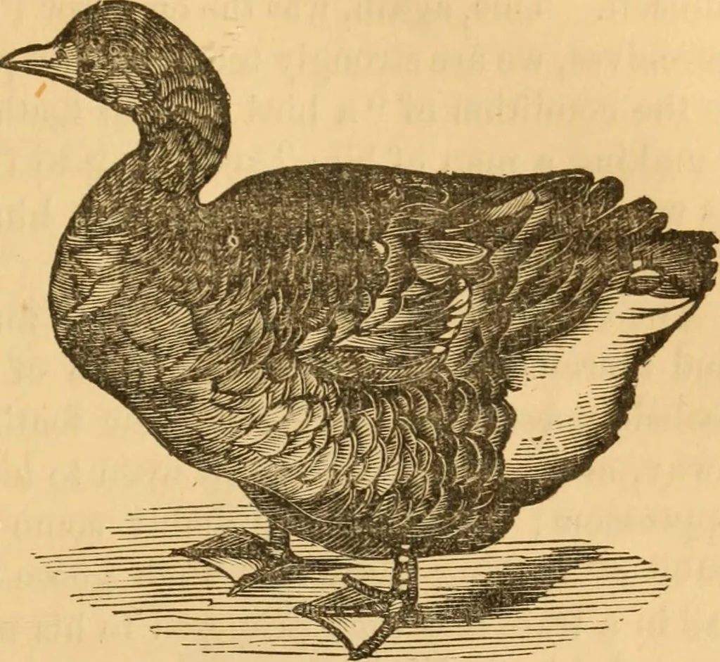 An illustration from Comparative physiognomy; or, Resemblances between men and animals, 1852, leaf 226