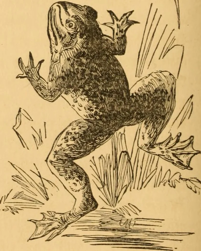 An illustration from Comparative physiognomy; or, Resemblances between men and animals, 1852, leaf 235