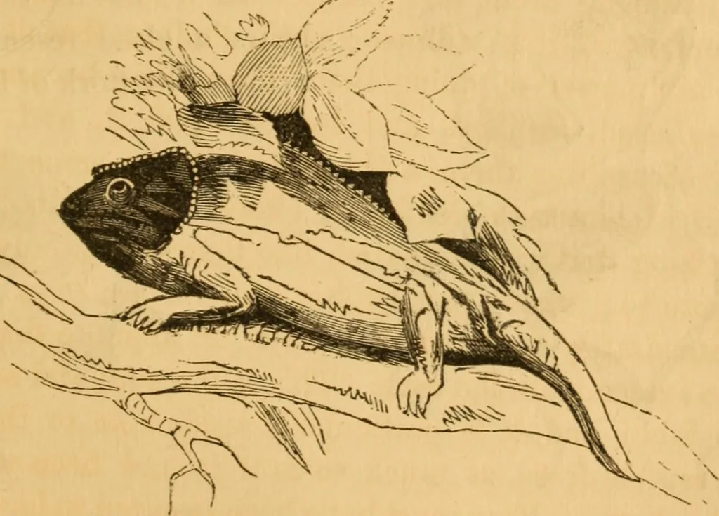 An illustration from Comparative physiognomy; or, Resemblances between men and animals, 1852, leaf 250