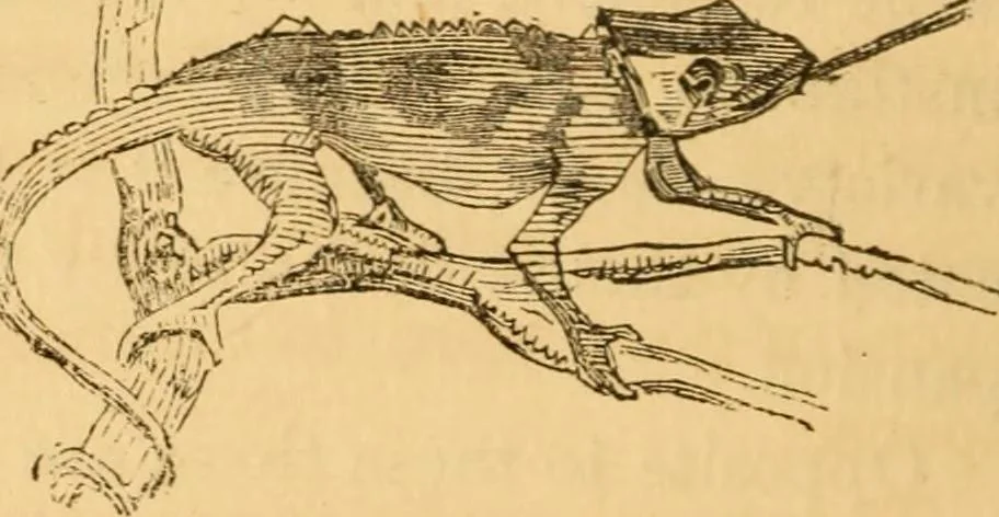 An illustration from Comparative physiognomy; or, Resemblances between men and animals, 1852, leaf 253