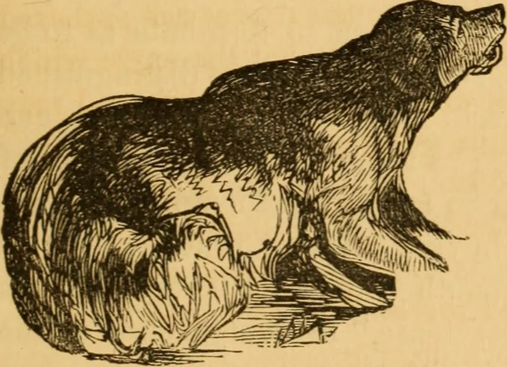 An illustration from Comparative physiognomy; or, Resemblances between men and animals, 1852, leaf 256