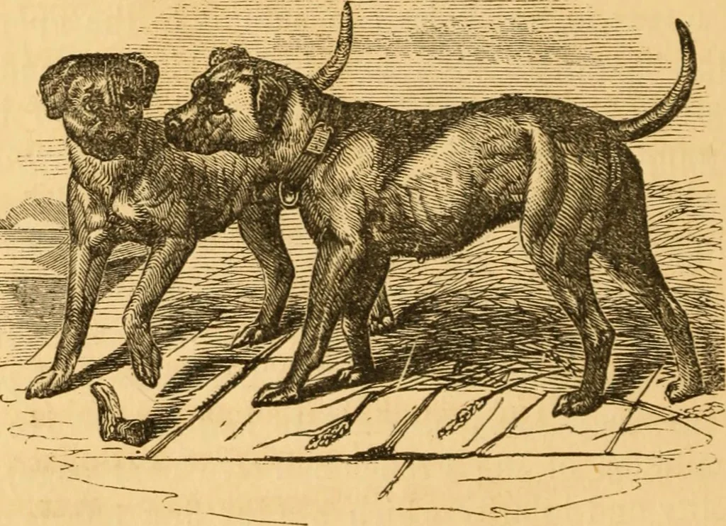 An illustration from Comparative physiognomy; or, Resemblances between men and animals, 1852, leaf 259
