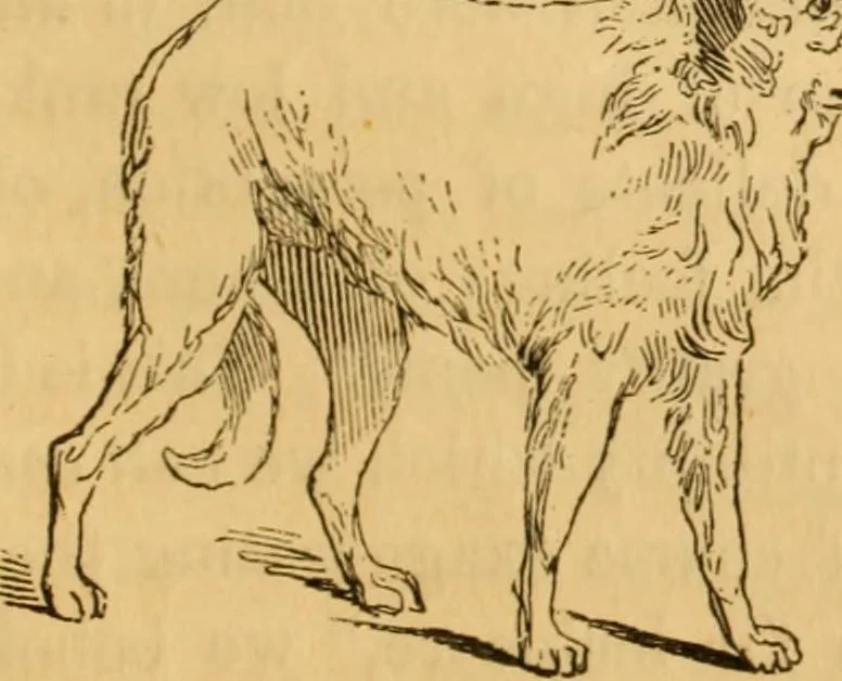 An illustration from Comparative physiognomy; or, Resemblances between men and animals, 1852, leaf 260