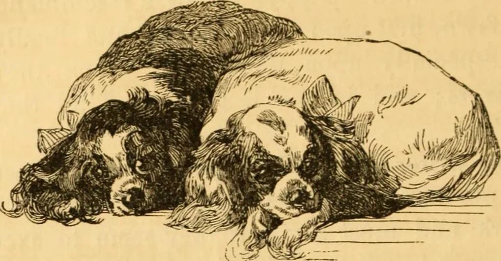 An illustration from Comparative physiognomy; or, Resemblances between men and animals, 1852, leaf 263