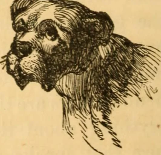 An illustration from Comparative physiognomy; or, Resemblances between men and animals, 1852, leaf 263