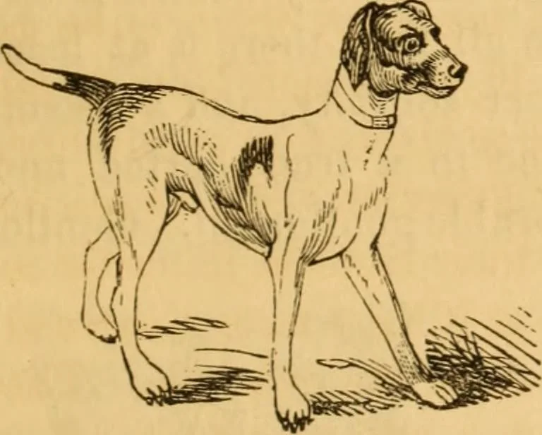 An illustration from Comparative physiognomy; or, Resemblances between men and animals, 1852, leaf 268