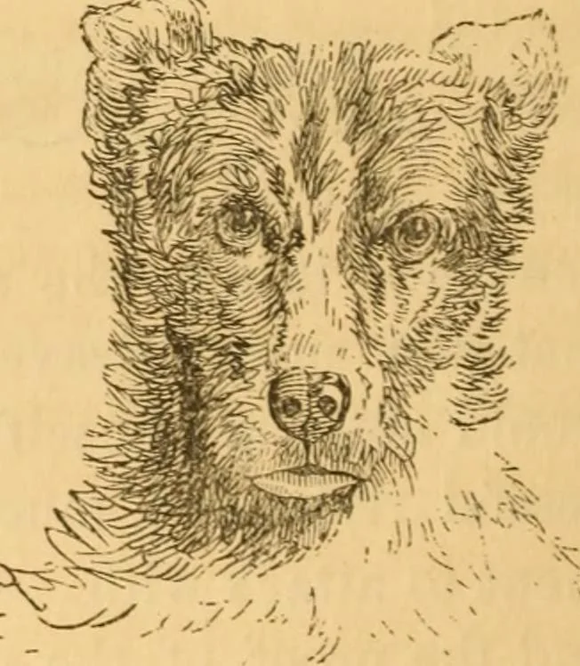 An illustration from Comparative physiognomy; or, Resemblances between men and animals, 1852, leaf 269