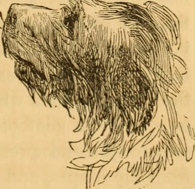 An illustration from Comparative physiognomy; or, Resemblances between men and animals, 1852, leaf 272
