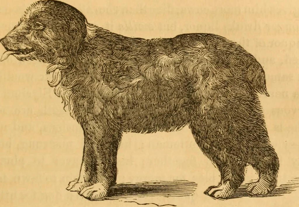 An illustration from Comparative physiognomy; or, Resemblances between men and animals, 1852, leaf 276