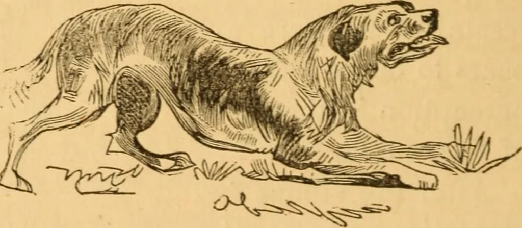 An illustration from Comparative physiognomy; or, Resemblances between men and animals, 1852, leaf 277