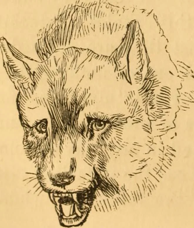 An illustration from Comparative physiognomy; or, Resemblances between men and animals, 1852, leaf 279