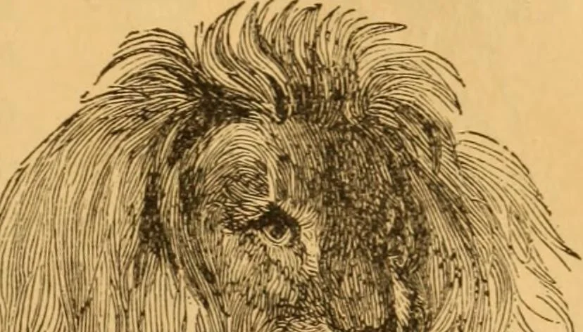 An illustration from Comparative physiognomy; or, Resemblances between men and animals, 1852, leaf 28