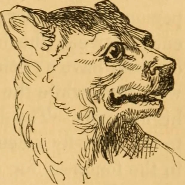 An illustration from Comparative physiognomy; or, Resemblances between men and animals, 1852, leaf 280