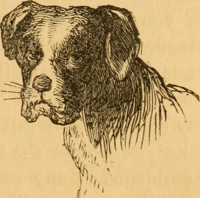 An illustration from Comparative physiognomy; or, Resemblances between men and animals, 1852, leaf 282