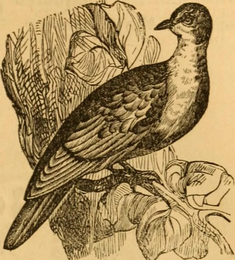An illustration from Comparative physiognomy; or, Resemblances between men and animals, 1852, leaf 284