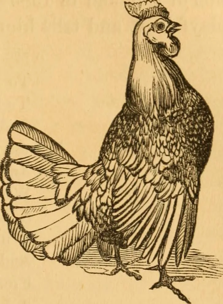 An illustration from Comparative physiognomy; or, Resemblances between men and animals, 1852, leaf 286