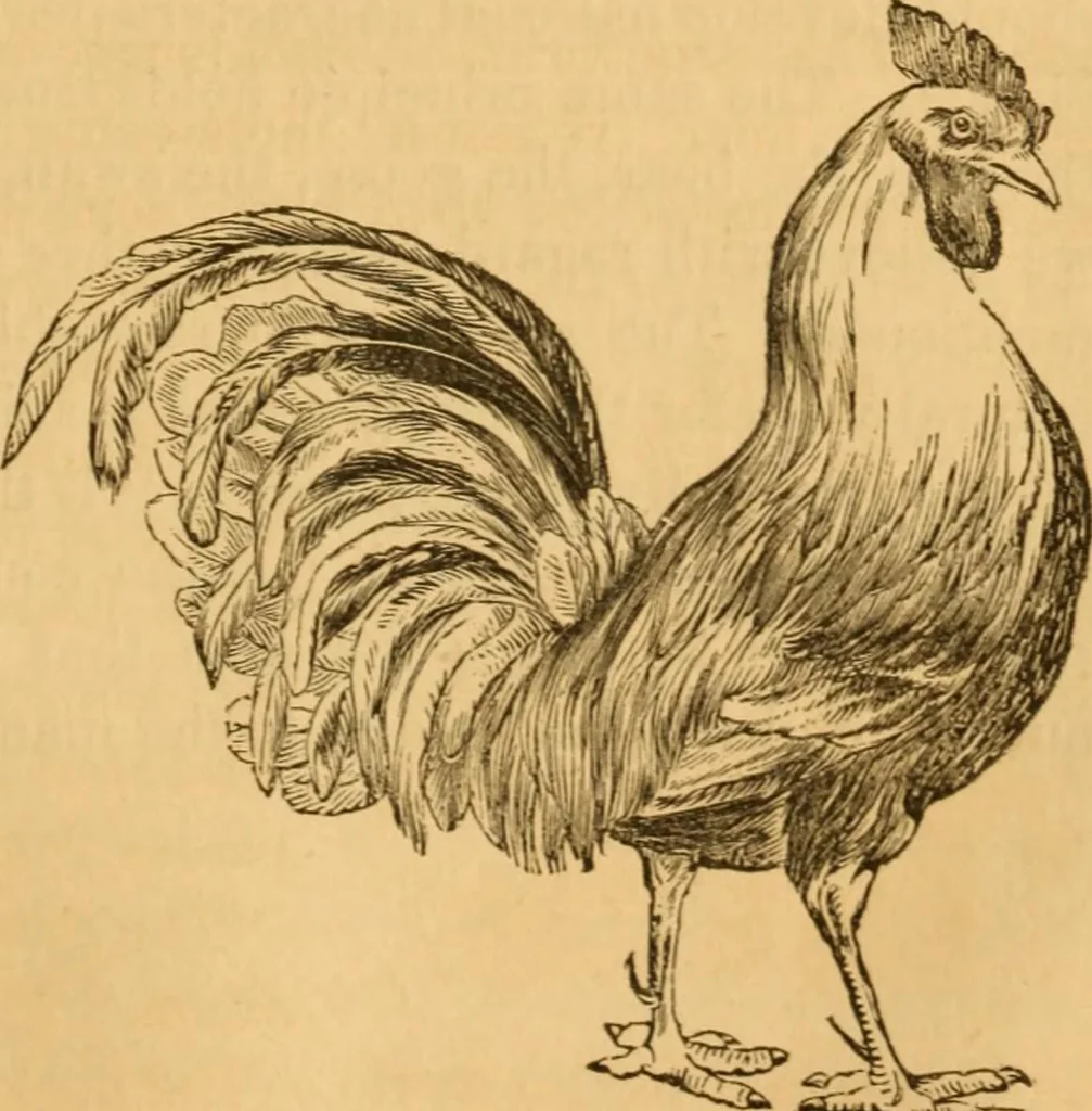 An illustration from Comparative physiognomy; or, Resemblances between men and animals, 1852, leaf 288