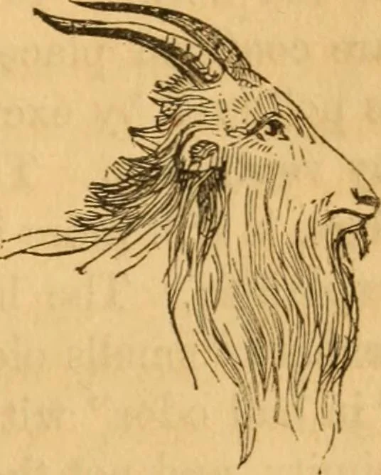 An illustration from Comparative physiognomy; or, Resemblances between men and animals, 1852, leaf 292