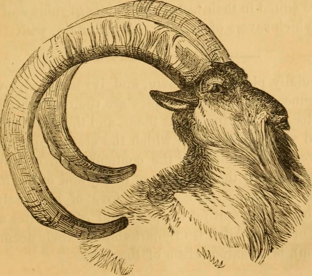 An illustration from Comparative physiognomy; or, Resemblances between men and animals, 1852, leaf 294