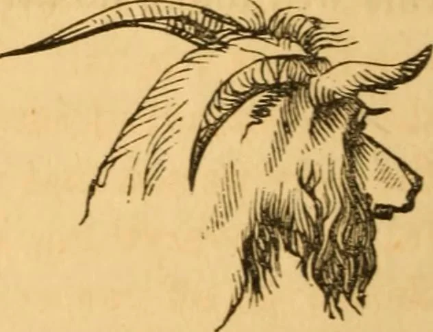 An illustration from Comparative physiognomy; or, Resemblances between men and animals, 1852, leaf 299