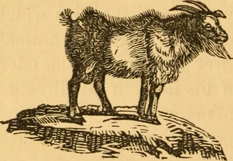 An illustration from Comparative physiognomy; or, Resemblances between men and animals, 1852, leaf 305