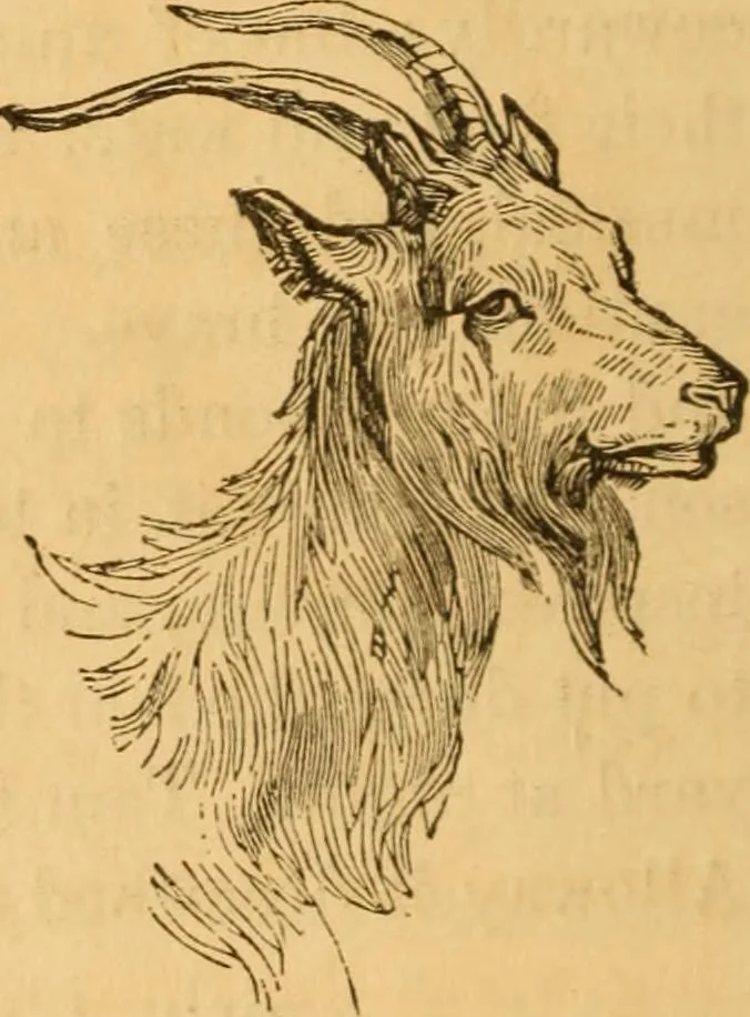 An illustration from Comparative physiognomy; or, Resemblances between men and animals, 1852, leaf 309