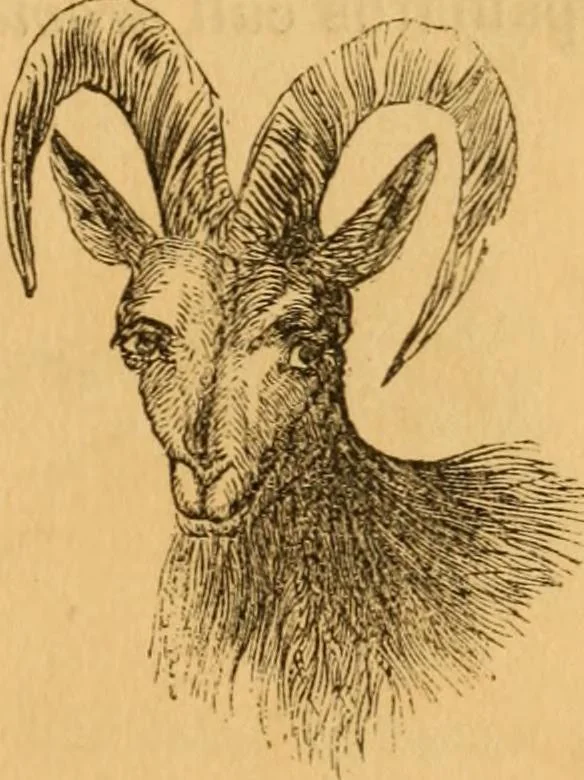 An illustration from Comparative physiognomy; or, Resemblances between men and animals, 1852, leaf 310