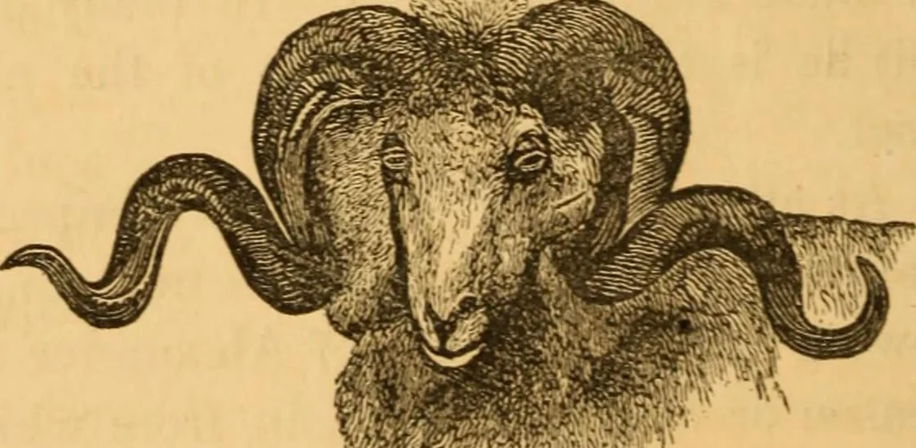 An illustration from Comparative physiognomy; or, Resemblances between men and animals, 1852, leaf 317