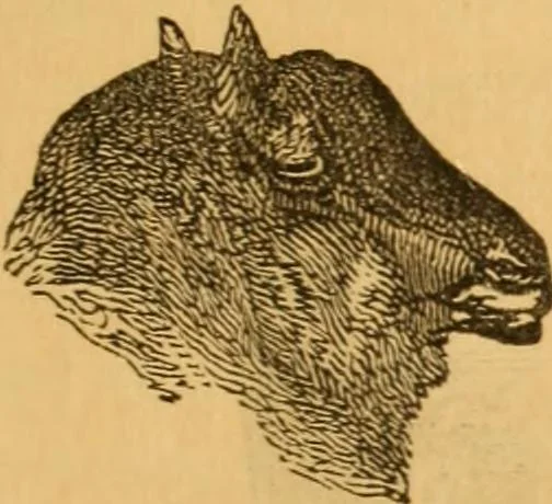 An illustration from Comparative physiognomy; or, Resemblances between men and animals, 1852, leaf 318