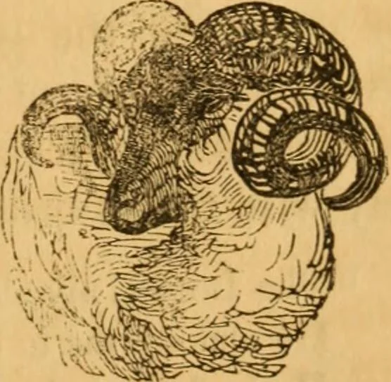 An illustration from Comparative physiognomy; or, Resemblances between men and animals, 1852, leaf 318