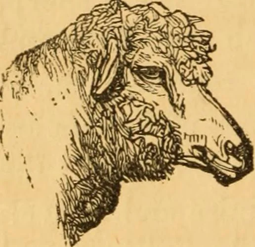 An illustration from Comparative physiognomy; or, Resemblances between men and animals, 1852, leaf 319
