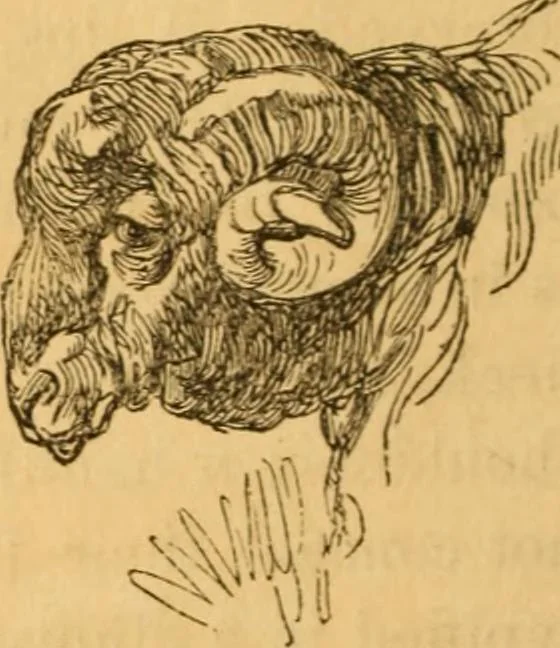 An illustration from Comparative physiognomy; or, Resemblances between men and animals, 1852, leaf 321