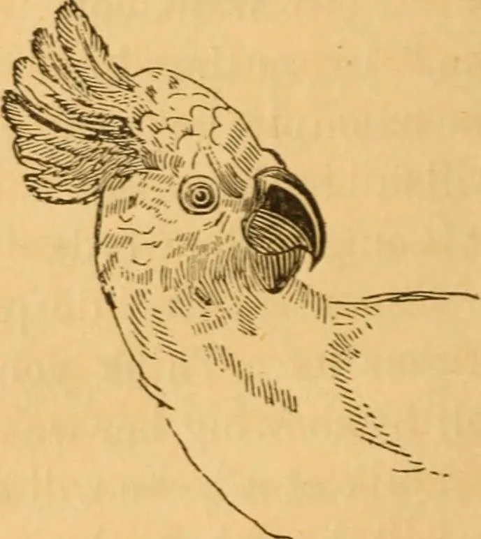 An illustration from Comparative physiognomy; or, Resemblances between men and animals, 1852, leaf 325