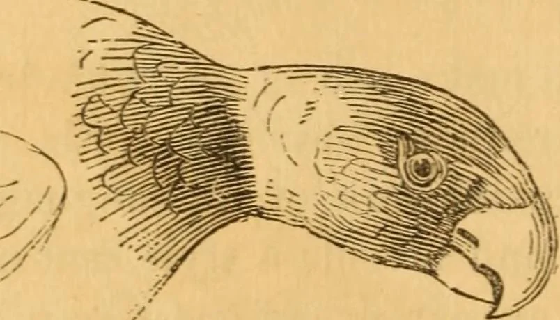 An illustration from Comparative physiognomy; or, Resemblances between men and animals, 1852, leaf 327