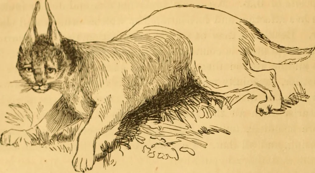 An illustration from Comparative physiognomy; or, Resemblances between men and animals, 1852, leaf 33
