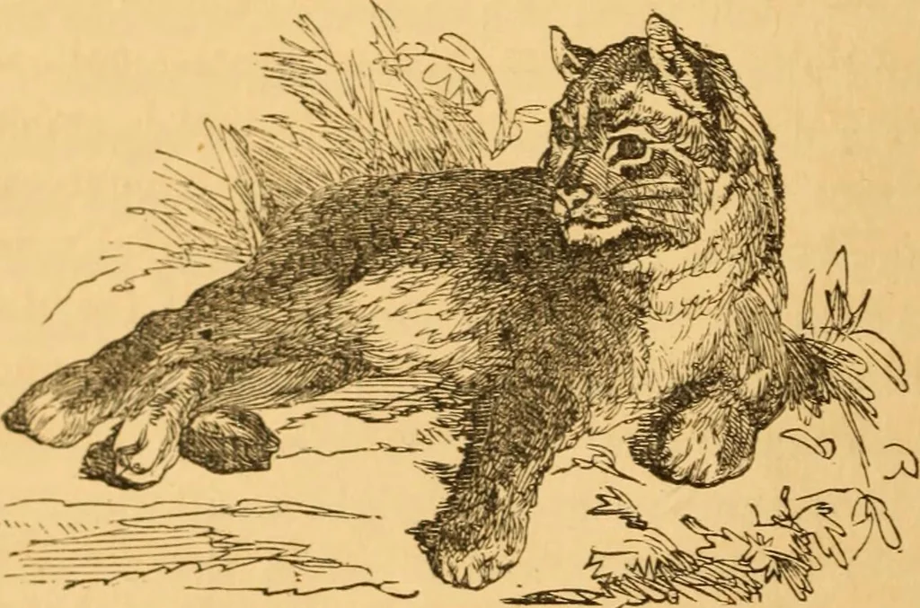 An illustration from Comparative physiognomy; or, Resemblances between men and animals, 1852, leaf 35