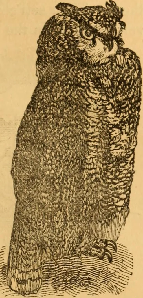 An illustration from Comparative physiognomy; or, Resemblances between men and animals, 1852, leaf 40