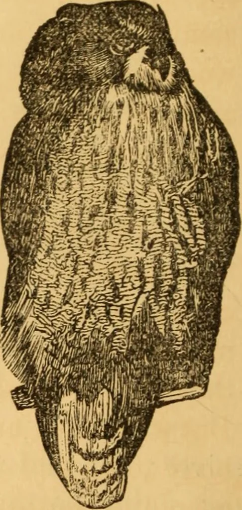 An illustration from Comparative physiognomy; or, Resemblances between men and animals, 1852, leaf 41