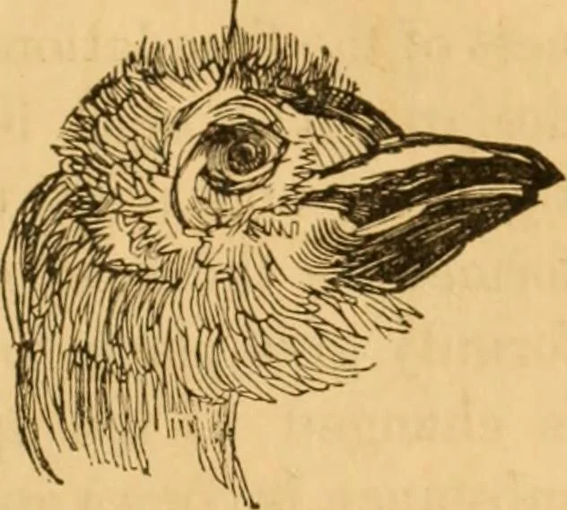 An illustration from Comparative physiognomy; or, Resemblances between men and animals, 1852, leaf 60