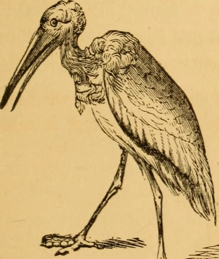 An illustration from Comparative physiognomy; or, Resemblances between men and animals, 1852, leaf 66