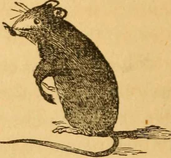 An illustration from Comparative physiognomy; or, Resemblances between men and animals, 1852, leaf 69