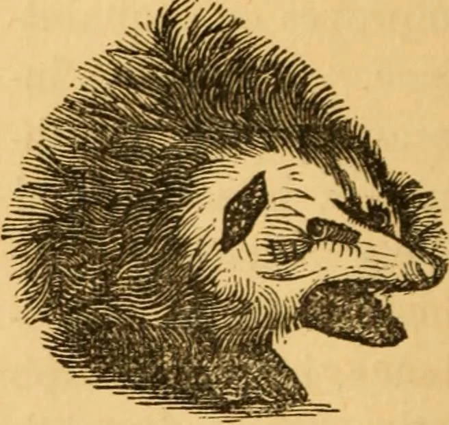 An illustration from Comparative physiognomy; or, Resemblances between men and animals, 1852, leaf 77