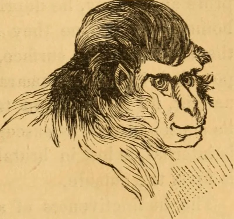 An illustration from Comparative physiognomy; or, Resemblances between men and animals, 1852, leaf 80